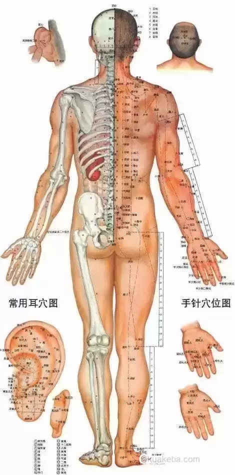 人体器官、穴位图及穴位图解大全-pdf格式